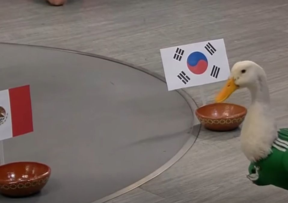 Merlín el pato hace su pronóstico para el México vs Corea del Sur | Captura de pantalla TELEDIARIO