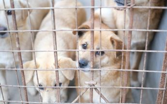 En León van 290 mil pesos recolectados de multas por maltrato animal / Especial