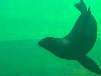 Estos animalitos serán cuidados por biólogos tapatíos / Enrique Vázquez