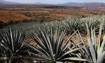 Buscan combatir Colitis con gelatina de Agave; la planta que da el Tequila