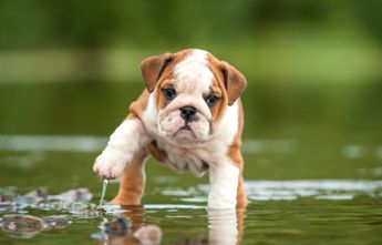 Bulldog Inglés