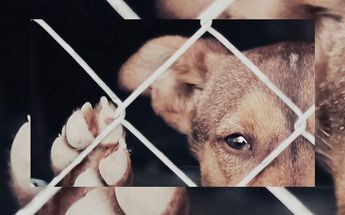 Maltrato animal, Torreón