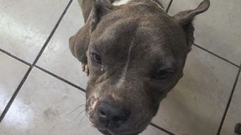 Autoridades confirmaron que ya existe una persona en adoptar a 'Chaparrita'. | María José Camarena