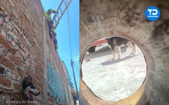 Perrito se atora en hoyo de una barda tras asomarse a ver la calle, en León; así fue rescatado por bomberos | Cortesía