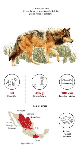 Lobo mexicano | Especial