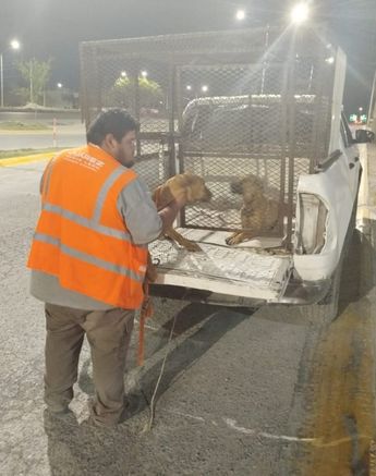 Los perros fueron resguardados por personal de Bienestar Animal de Guadalupe. | Cortesía