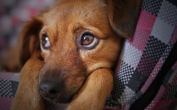 Mantener a las mascotas el mayor tiempo posible al interior /Pixabay