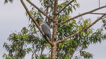 El encargado de fotografiar por primera vez el ave fue Tom Vierus, quien se encontraba en un viaje de exploración con WWF en Pomio. Foto: Tom Vierus.