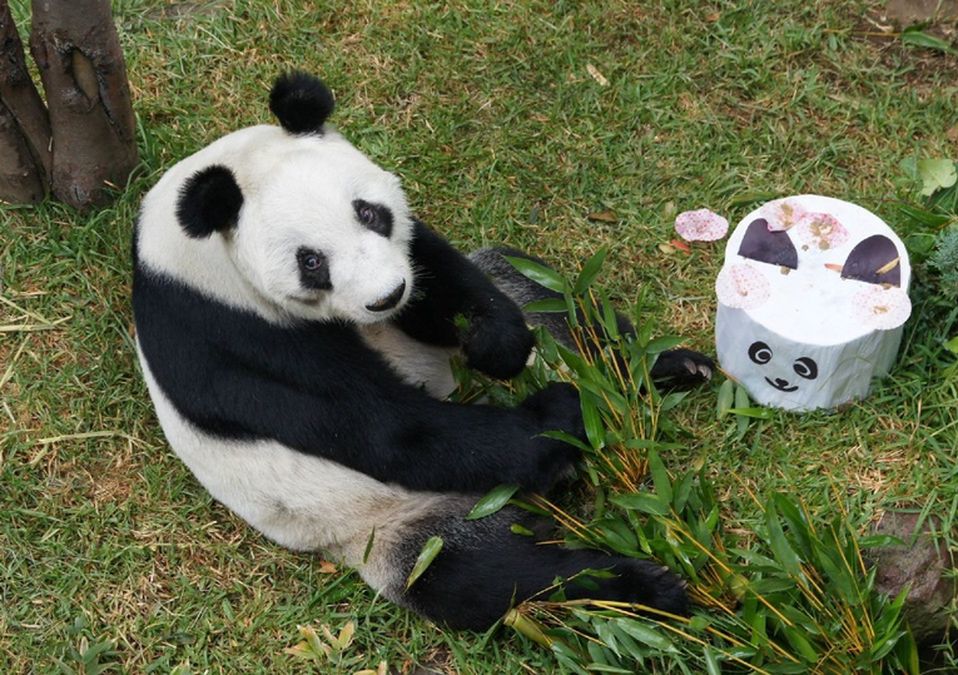El domingo 29 de junio Xin Xin cumplió 35 años de vida, por lo que la festejaron en el Zoológico de Chapultepec / Cuartoscuro