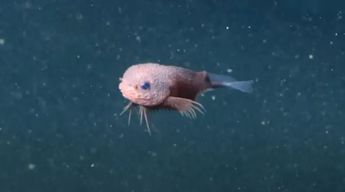 La nueva especie de pez descubierta se trata del Careproctus colliculi | MBARI Ichthyology & Herpetology