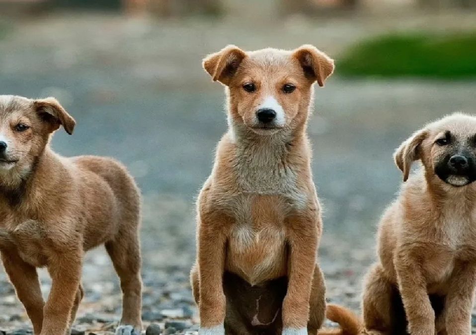 La adopción evita que más de 16 millones de perritos estén en situación de calle