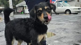'Blacky' fue adoptado luego de ser víctima de robo en Iztapalapa | Perritos y Gatitos en Apuros CdMx