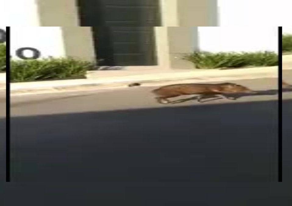 ¿Buscando a Simba? Graban a jabalíes paseando en colonia de Monterrey