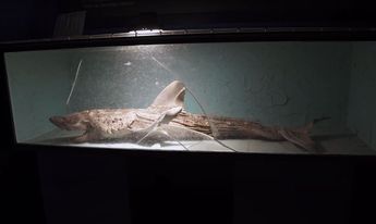 Restos de un tiburón abandonado. / Captura.