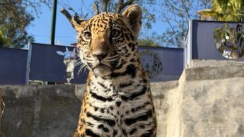 Julieta nació en noviembre de 2025 y se ha convertido en una de las habitantes más queridas del Zoológico del Atiplano | Especial