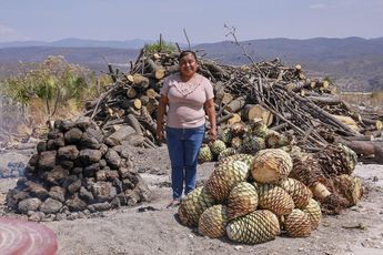 En un día, las maestras mezcaleras pueden cortar entre 10 y 15 ejemplares de maguey de gran peso / Andrés Lobato