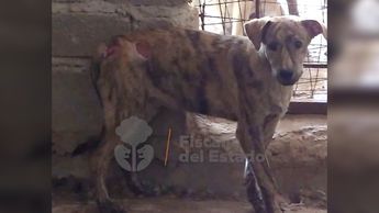 El rescate de los animales fue realizado en la colonia San Valentín Gómez Farías de Guadalajara | Fiscalía de Jalisco