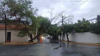 Árbol caído en la colonia María Luisa en Monterrey. | Fabricio Gallegos
