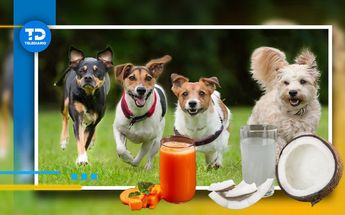 Qué bebidas pueden tomar los perros para evitar el calor extremo