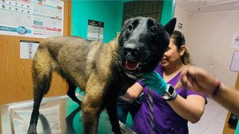 Los perros fueron  bajo resguardo en un albergue temporal. | Especial