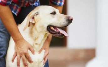 Hombre recupera a su perro perdido y se niega a entregar recompensa completa. | Especial