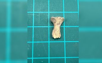 Restos humanos encontrados en Nuevo León | Especial