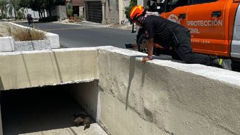 Los animales fueron encontrados en un alcantarillado.| Especial