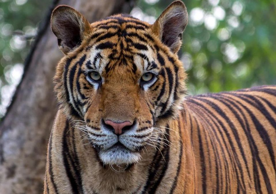 Tigre de bengala / Pixabay
