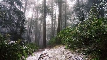Bosque de La Marquesa amanece con bajas temperaturas