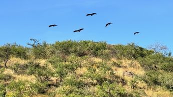 Imagen ilustrativa de zopilotes volando sobre un cerro | Gemini IA