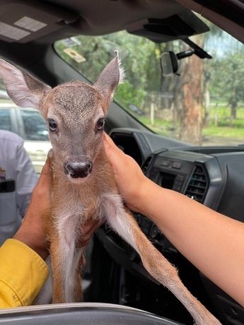 El personal del Zoológico de León se ha encargado de sus cuidados.