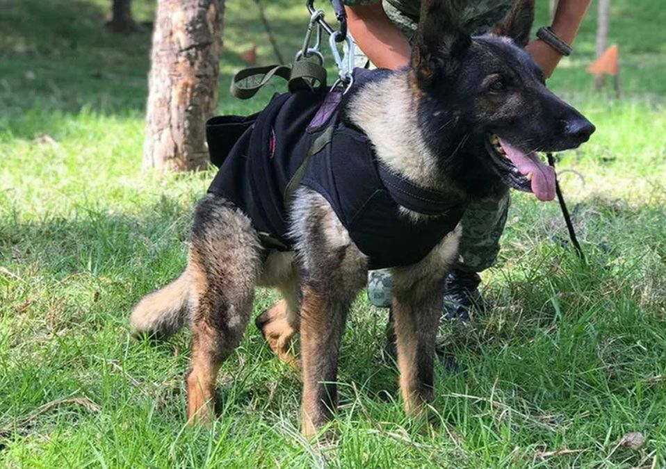 Entrenador de Proteo, perro rescatista, revela las causas reales de su muerte: "No fue por derrumbe"