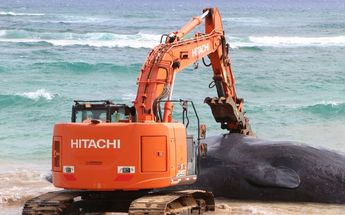 Ballena ingiere grandes cantidades de plástico, en Hawaii / AFP
