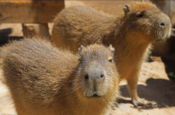 Los hermanos capibara que habitan el zoológico de Tlaxcala también sirven como embajadores para mantener otras especies / Melanie Torres