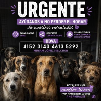 Contactos para apoyar al albergue Alma Animal