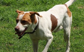 Mantiene en resguardo 76 perros que esperan un hogar /Cortesía
