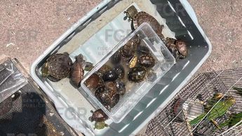 Guardia Nacional y FGR aseguran 193 animales de fauna silvestre y exóticos en Guadalajara. | FGR vía Facebook