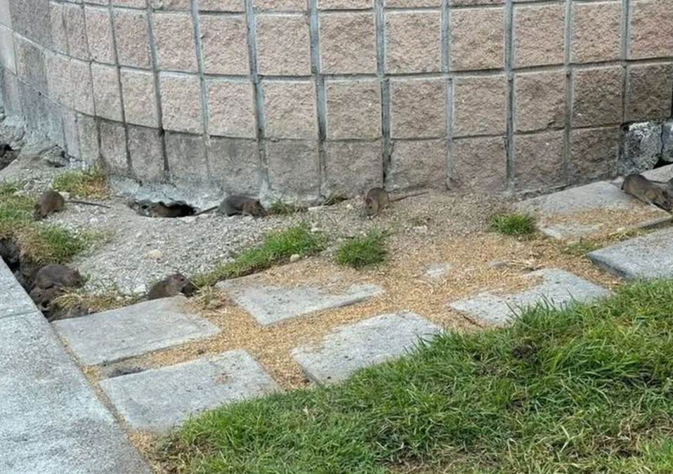 El fraccionamiento comenzó a llenarse de ratas debido a que las alimentan | Facebook