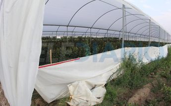 De acuerdo con pobladores, Apolonio X. y otros cómplices irrumpieron en un invernadero de rosas, no un cultivo de brócoli / Melanie Torres