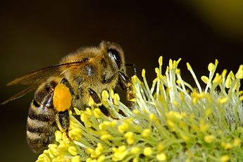 Picadura de abeja/ Pixabay