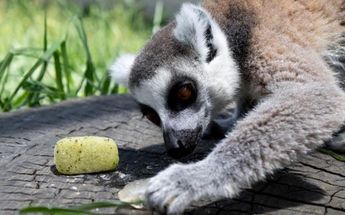 Animales del zoológico de Zacango | Especial