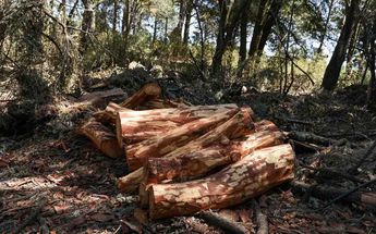 Habitantes de Tepatlaxco de Hidalgo denunciaron que más de cien árboles fueron derribados | Daniel Casas |  Agencia Es Imagen