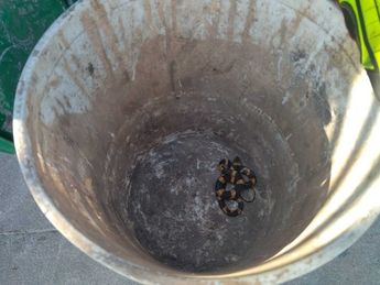 La víbora fue puesta en un bote y después liberada en un lugar seguro. | Especial