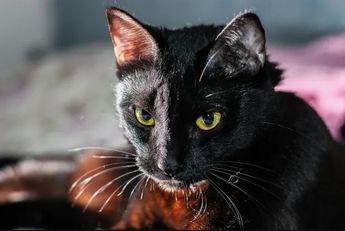 Los gatos negros son de los animales más usados en rituales. | Cortesía: Milenio