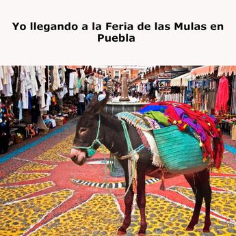 Cuando llegas con tu mula a la Feria de las Mulas / TELEDIARIO