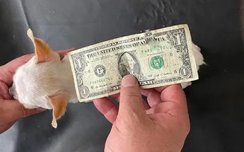 Pearl, la perrita que tiene casi la misma medida que un billete de un dólar / Guinness World Records