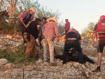 Los animales estaban en una isleta que se formó con las precipitaciones. | Cortesía
