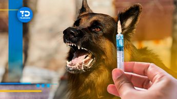 La rabia se transmite entre animales mamíferos.| Especial