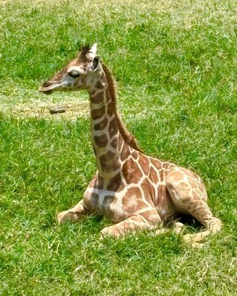 Uno de los ejemplares bebés jirafas del Zoológico Guadalajara | Fátima Briceño