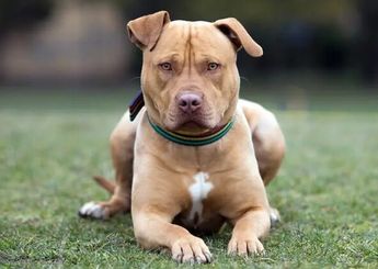 Hombre ataca con manchete a perro pitbull en León / Especial